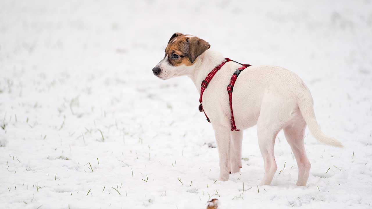 Welpe im Schnee