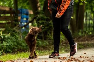 Mensch-Hund-Bindung