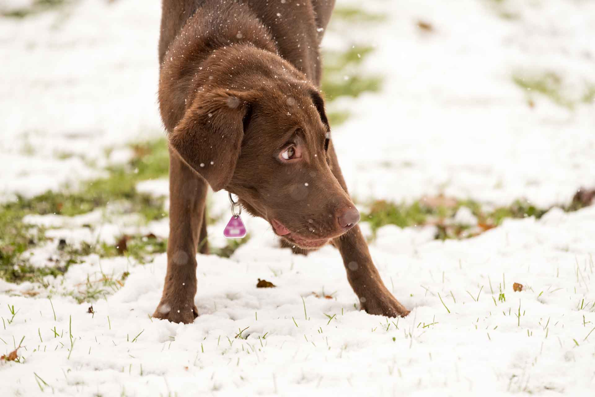 Hundebegegnungen