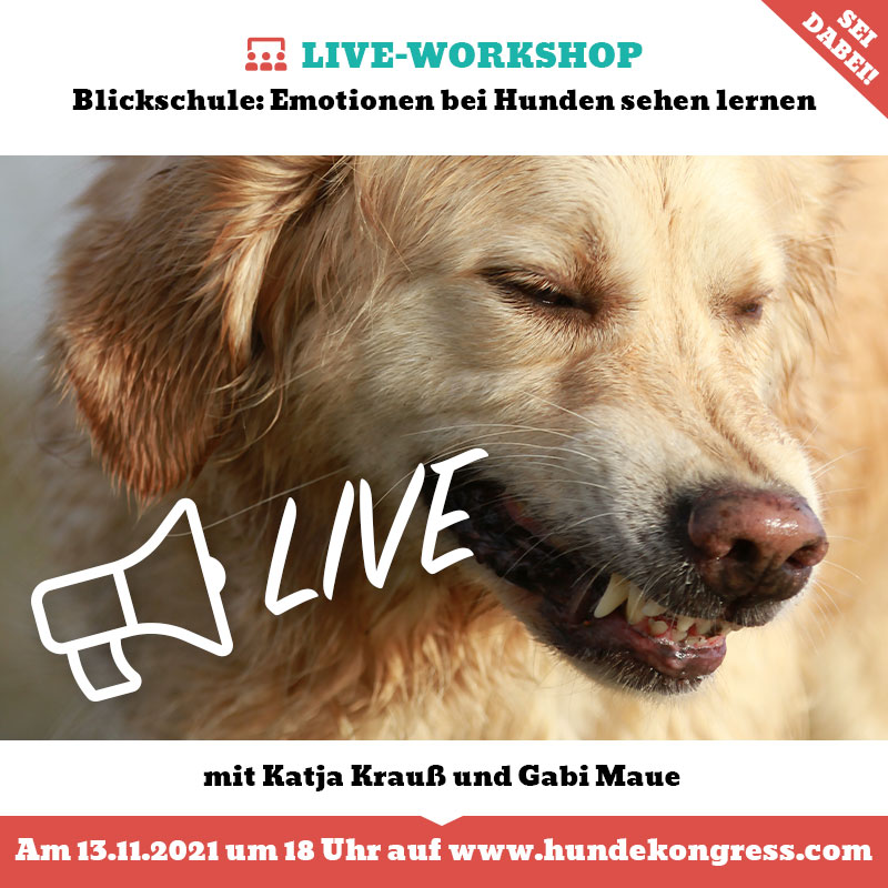 Live-Workshop Blickschule