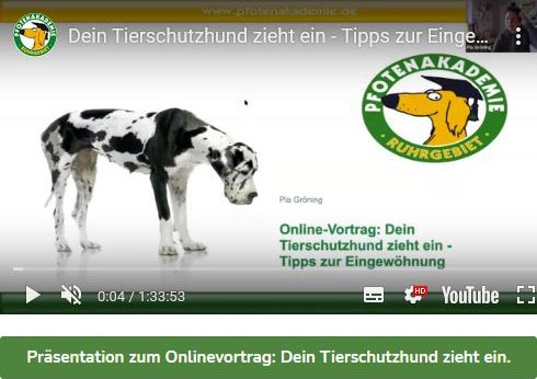 Tierschutzhund Video