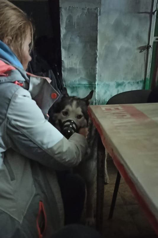 Aufnahme vom 25.02.2022 aus Kyjiw: Mensch und Hund seit Kriegsanfang im Luftschutzbunker.