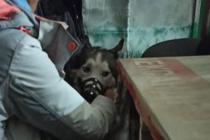 Hund und Mensch im Bunker in der Ukraine