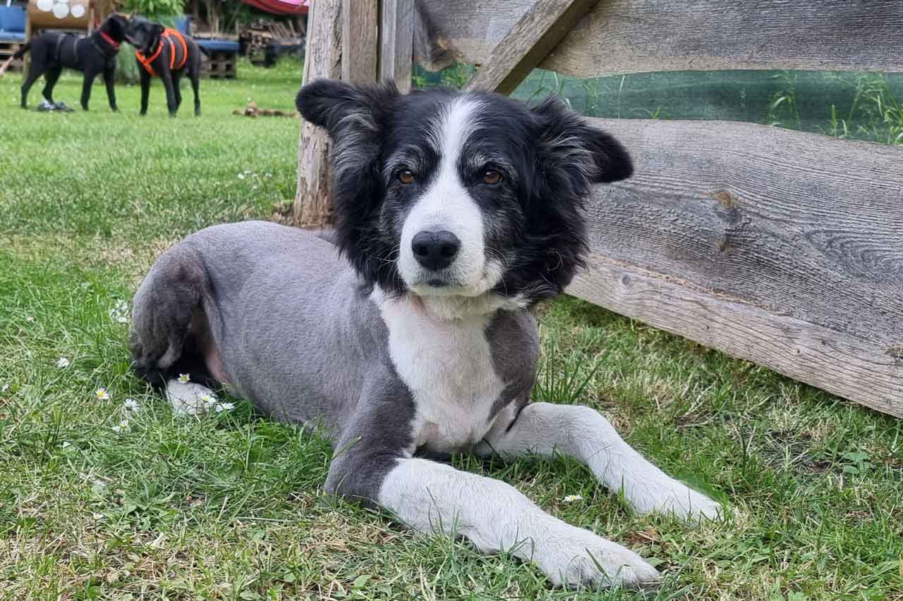 Bei Hitze kann dem Hund eine Schur helfen