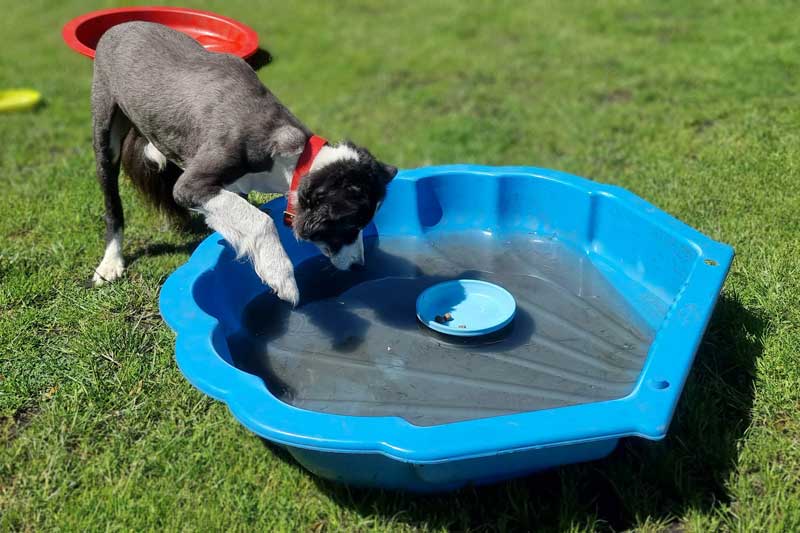 Abkühlung für den Hund im Sommer