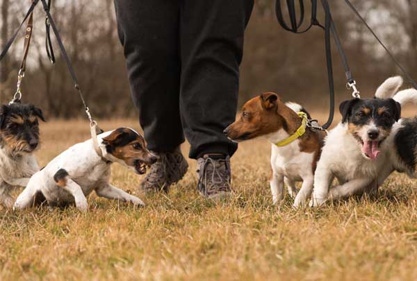Webinar: Hunde mit Problemverhalten