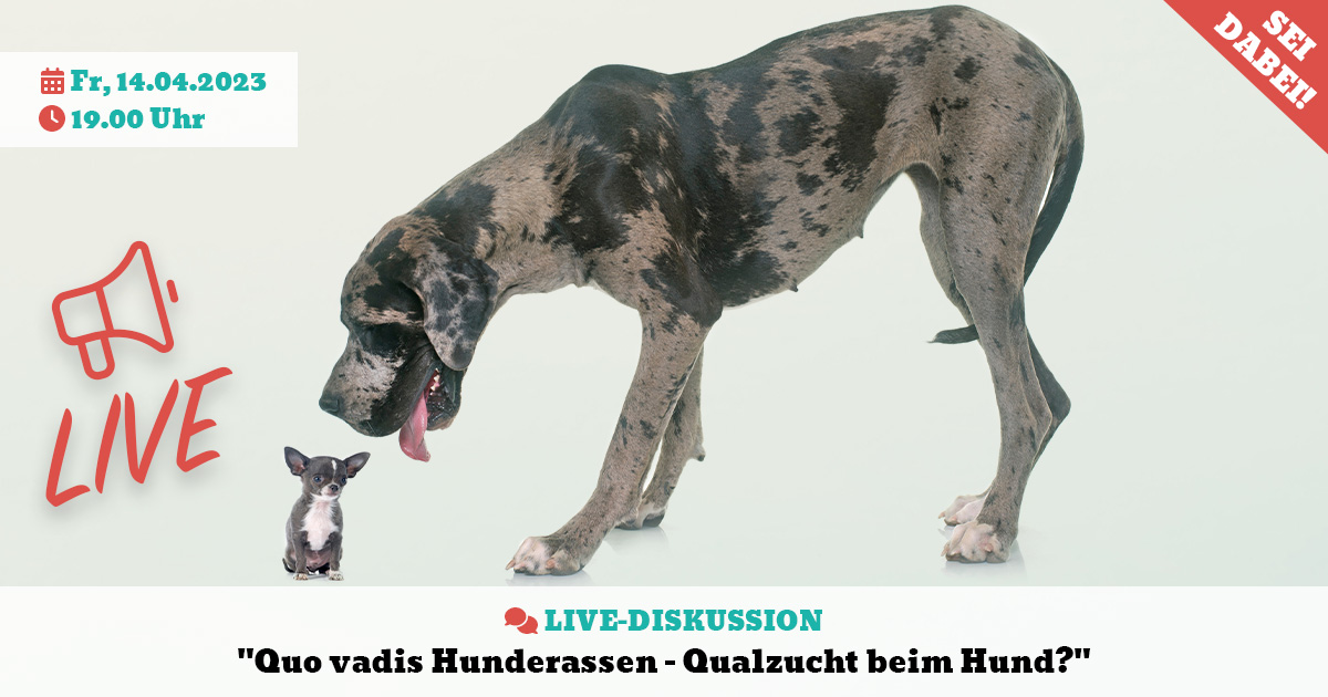 Live-Diskussion "Quo vadis Hunderassen - Qualzucht beim Hund?"