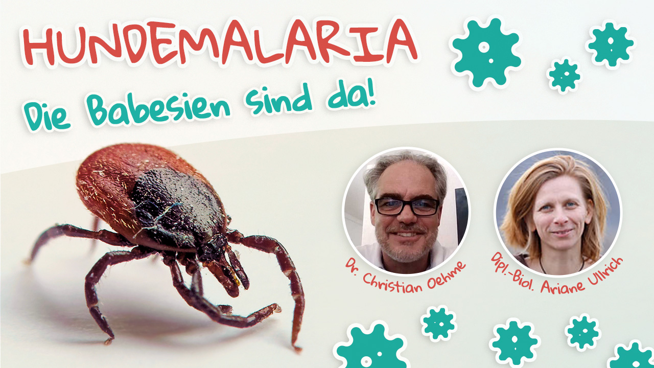 Hundemalaria - Die Babesien sind da!