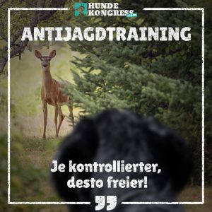 Hundewissen von A-Z: A wie Antijagdtraining