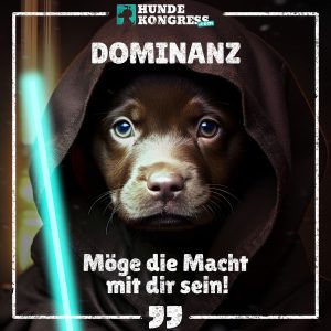 Hundewissen von A-Z: D wie Dominanz