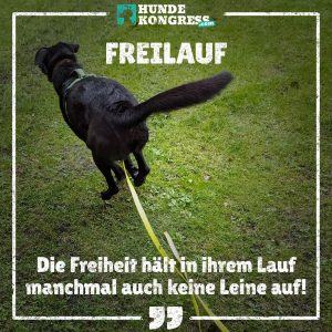 Hundewissen von A-Z: F wie Freilauf