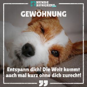 Hundewissen von A-Z: G wie Gewöhnung