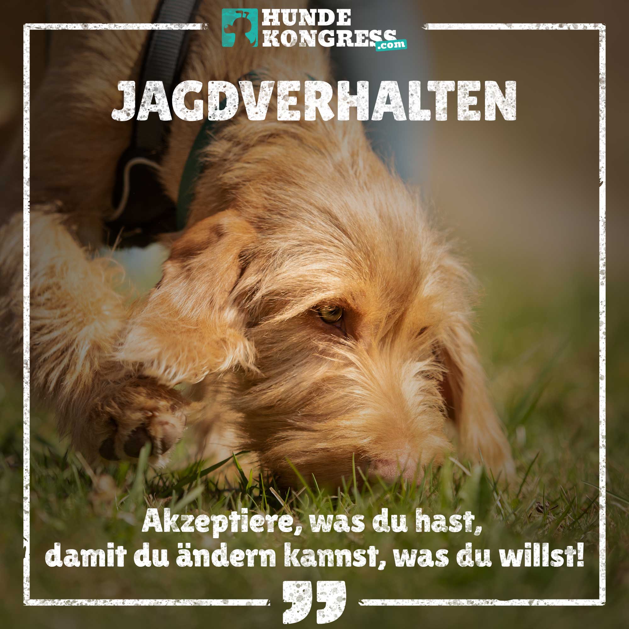 Hundewissen von A-Z: J wie Jagdverhalten