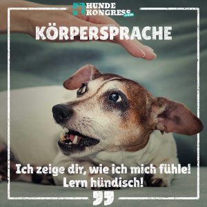 Hundewissen von A-Z: K wie Körpersprache