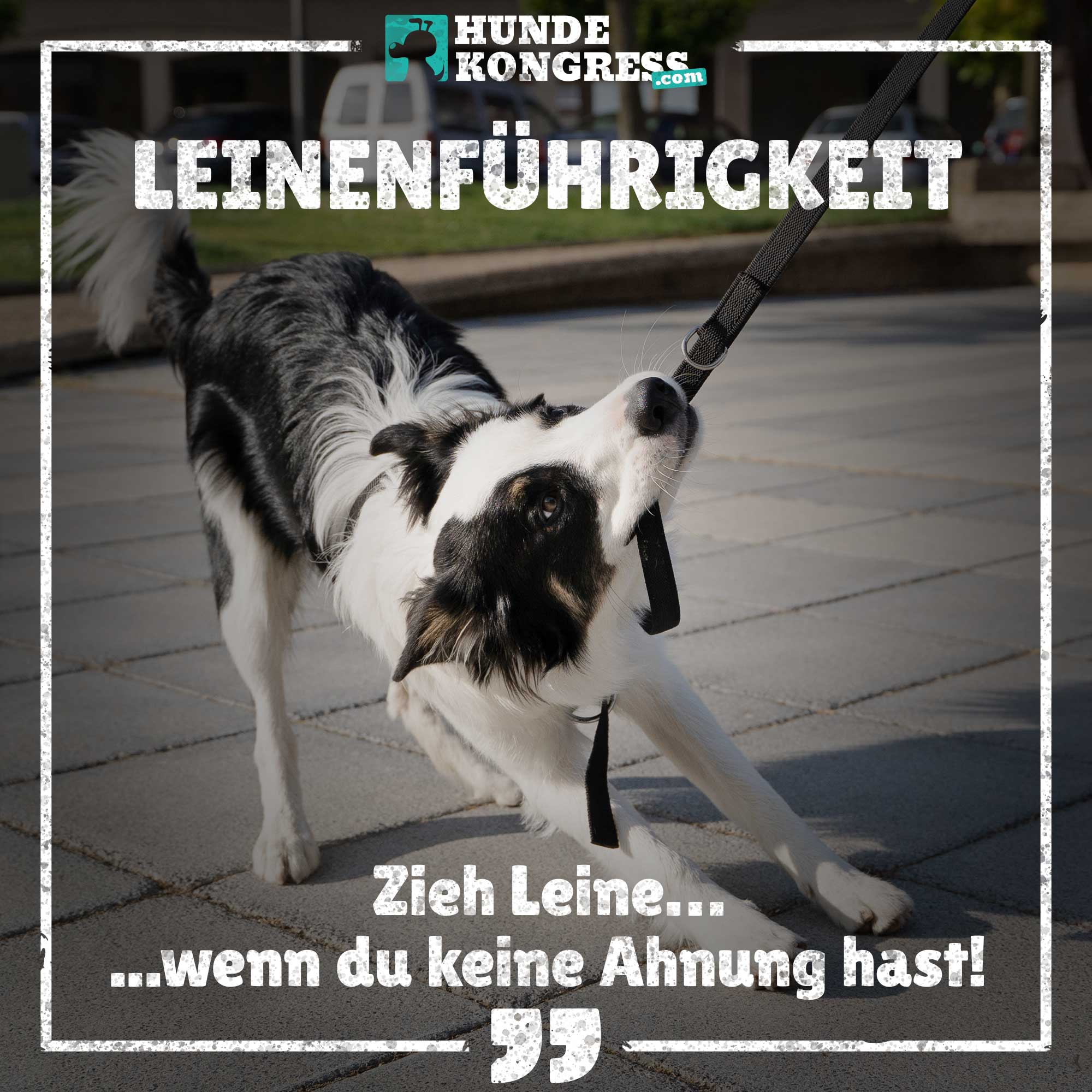 Hundewissen von A-Z: L wie Leinenführigkeit