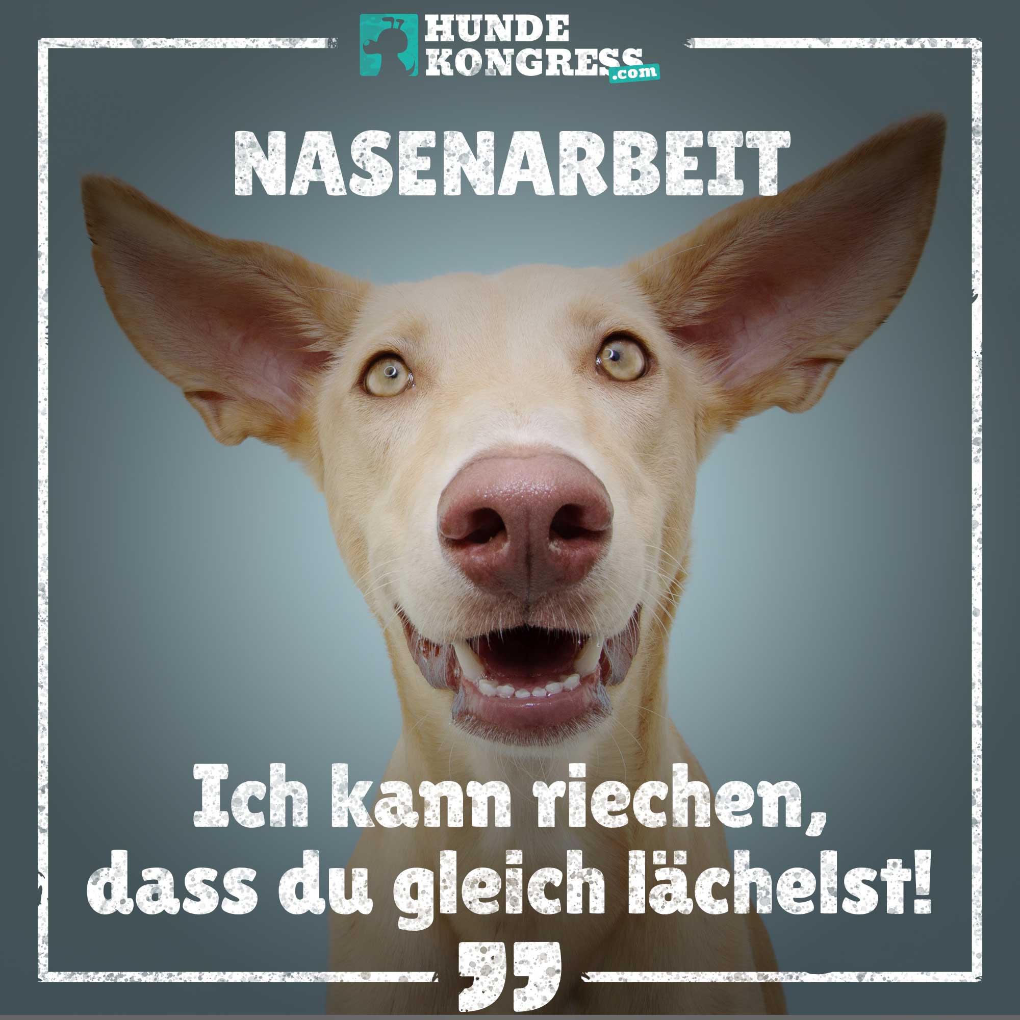 Hundewissen von A-Z: N wie Nasenarbeit