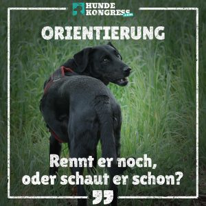 Hundewissen von A-Z: O wie Orientierung