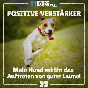 Hundewissen von A-Z: P wie Positive Verstärker