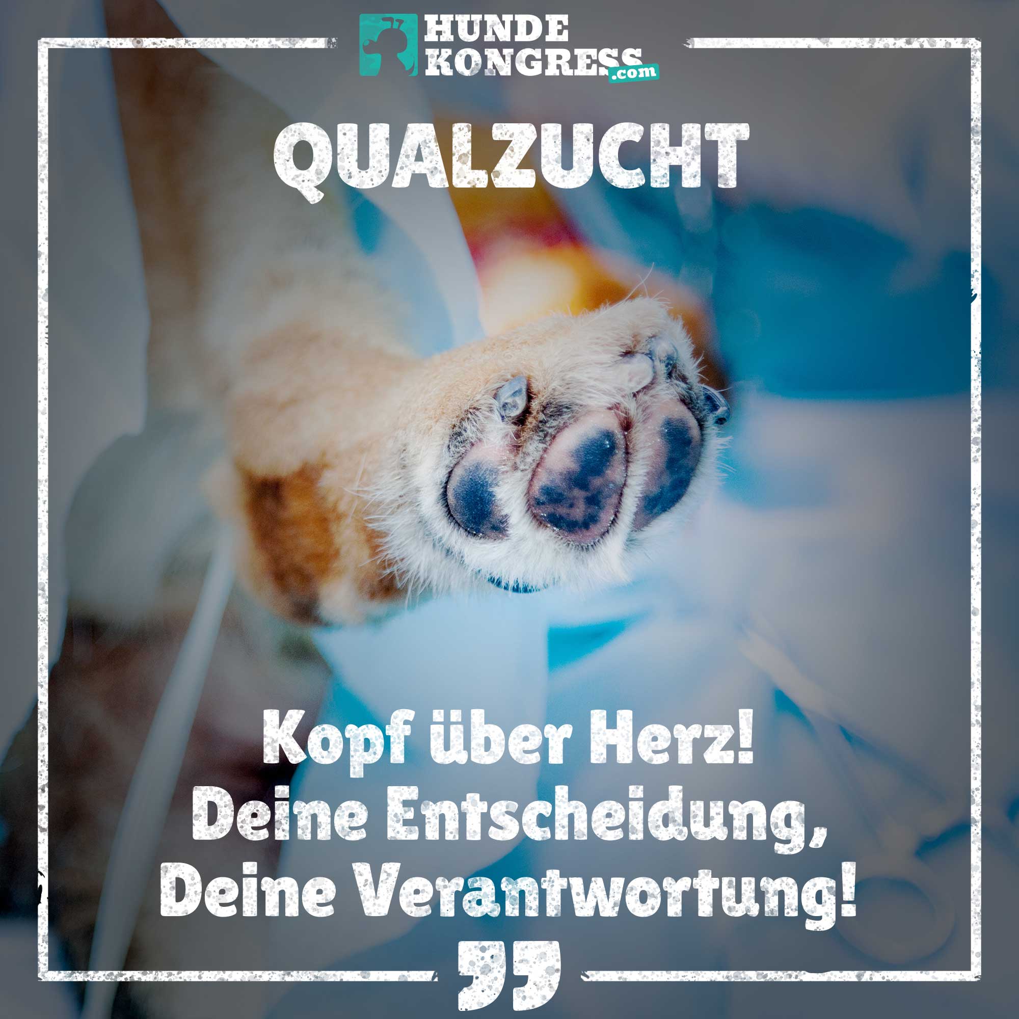 Hundewissen von A-Z: Q wie Qualzucht