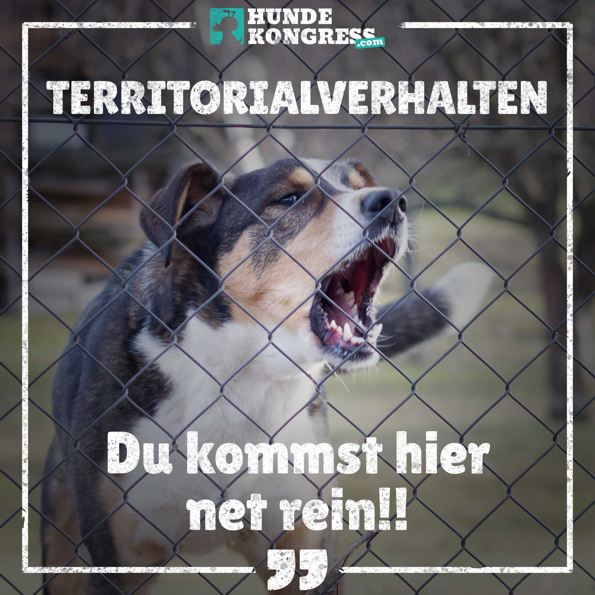 Hundewissen von A-Z: T wie Territorialverhalten