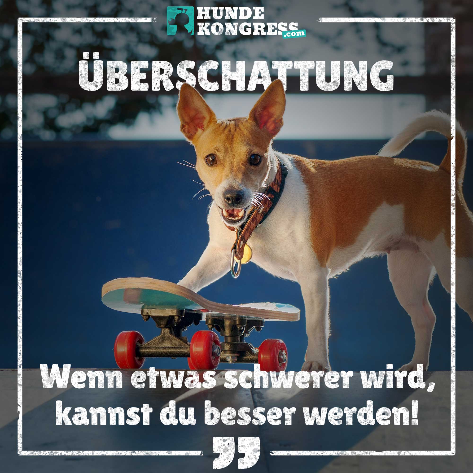 Hundewissen von A-Z: U wie Überschattung