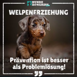 Hundewissen von A-Z: W wie Welpenerziehung