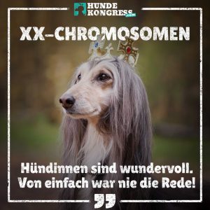 Hundewissen von A-Z: X wie XX-Chromosomen