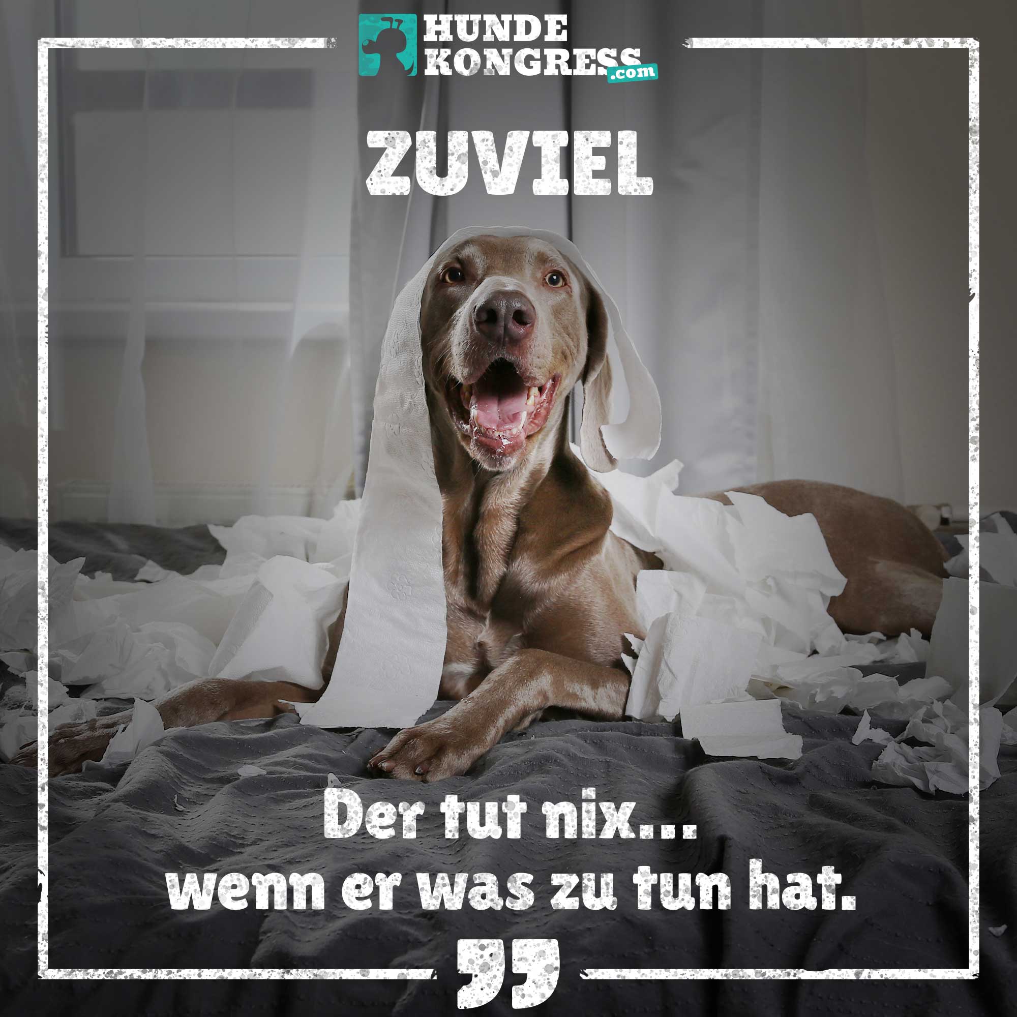 Hundewissen von A-Z: Z wie Zuviel