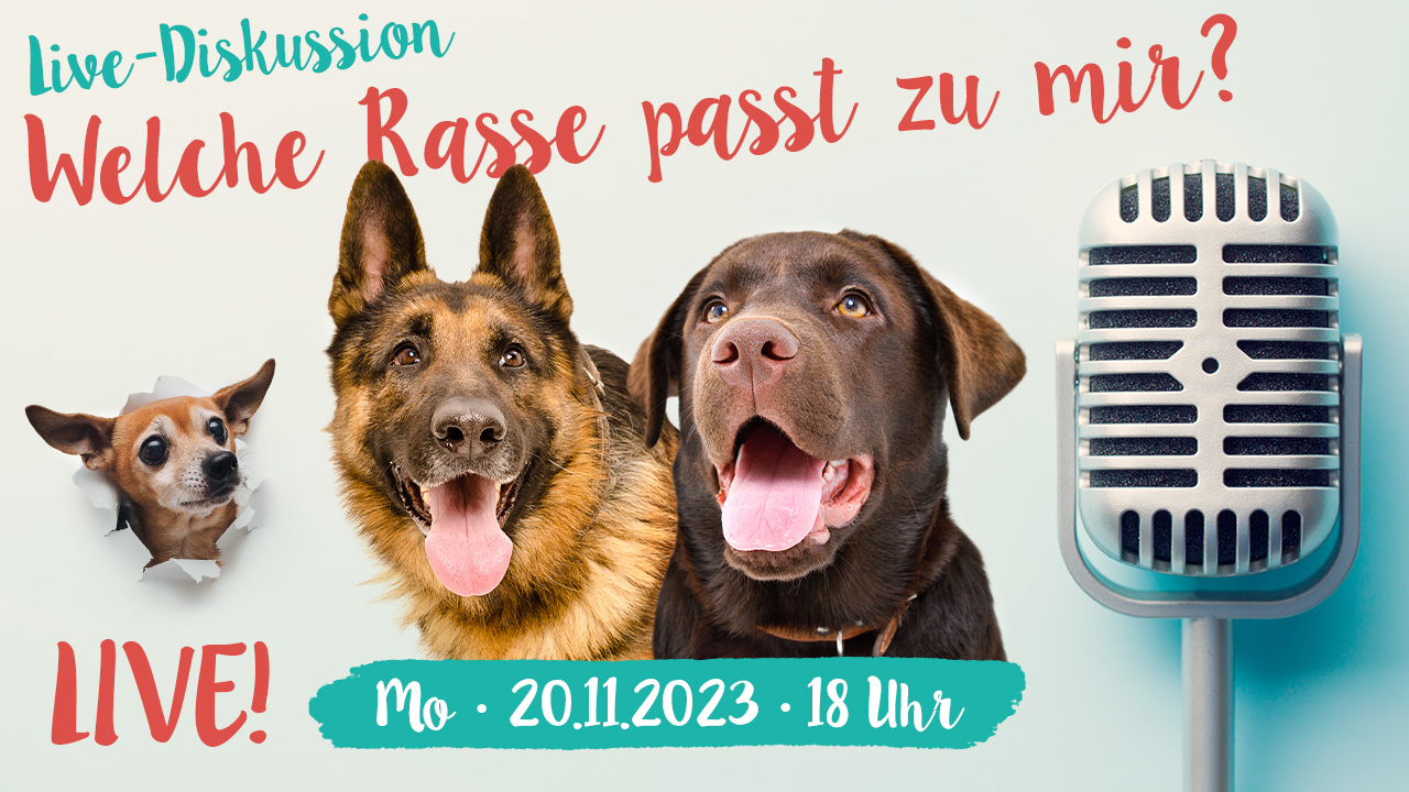 Live-Diskussion "Welche Hunderasse passt zu mir?"