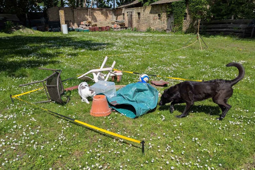 Eiswürfelsuche für Hunde: Das Suchgebiet wird durchschnüffelt.
