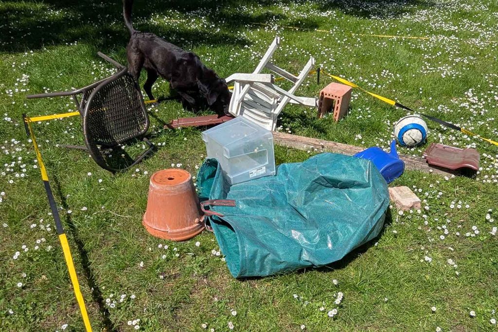 Eiswürfelsuche für Hunde: Das Gebiet wird gründlich durchsucht.