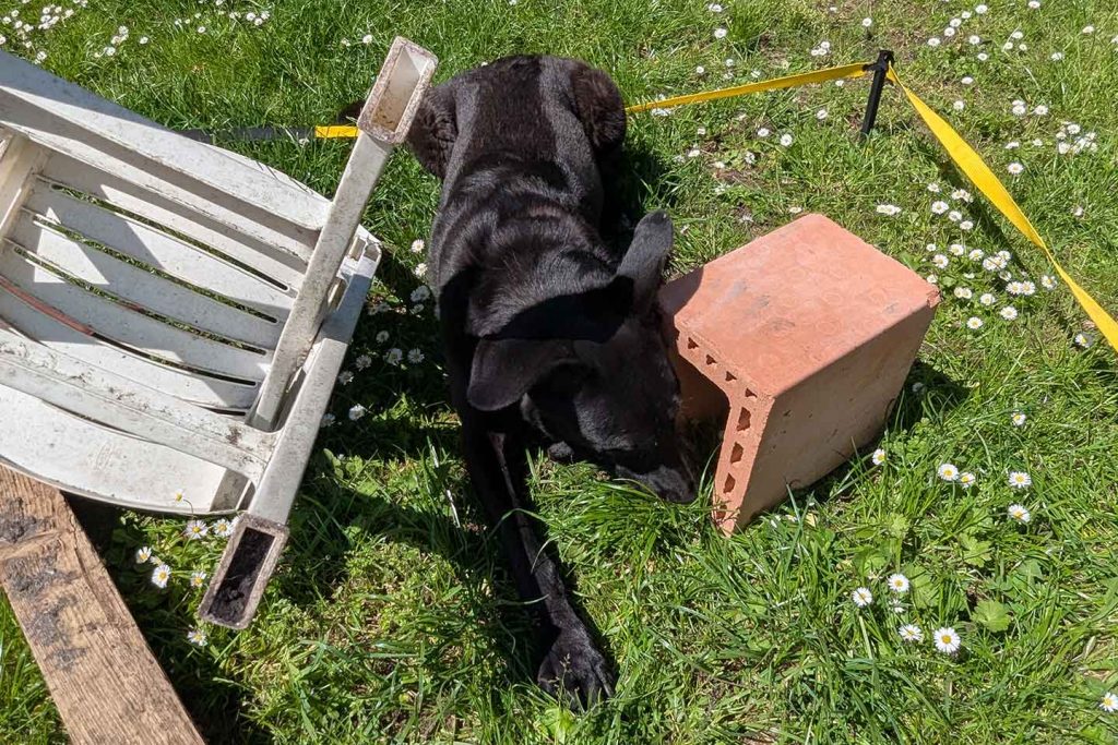 Eiswürfelsuche für Hunde: Hurra, gefunden!