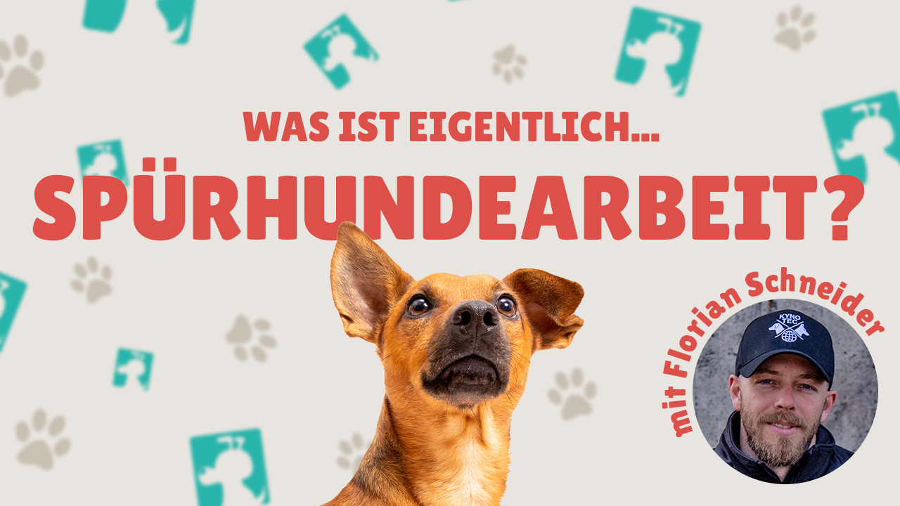 Was ist eigentlich Spürhundearbeit?