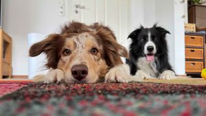 Sunna ist der Hundekongresshund 2026