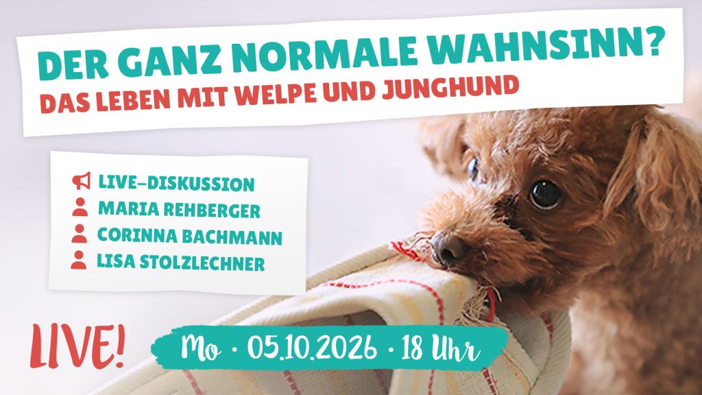 Live-Diskussion: Der ganz normale Wahnsinn … das Leben mit Welpe und Junghund